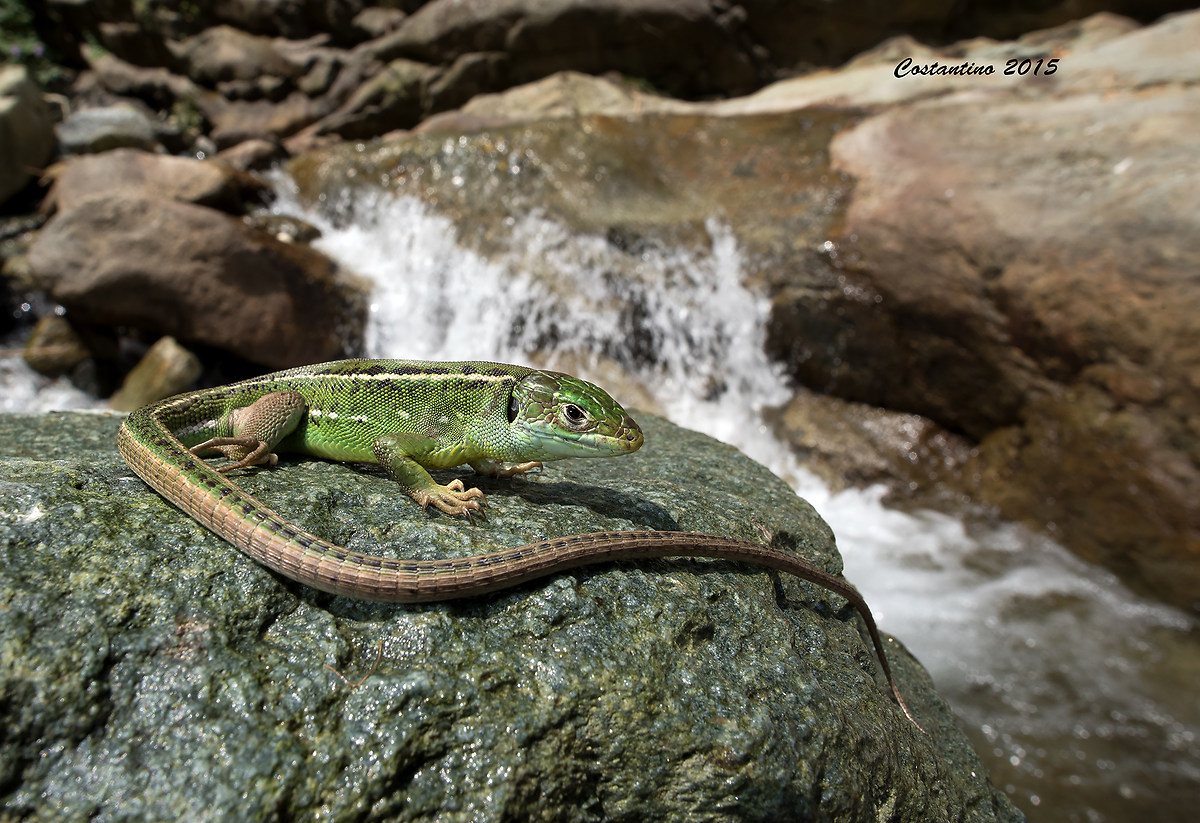Ramarro ( Lacerta viridis )