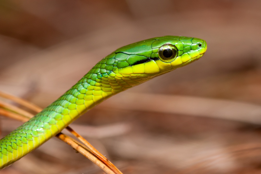 Leptophis modestus
