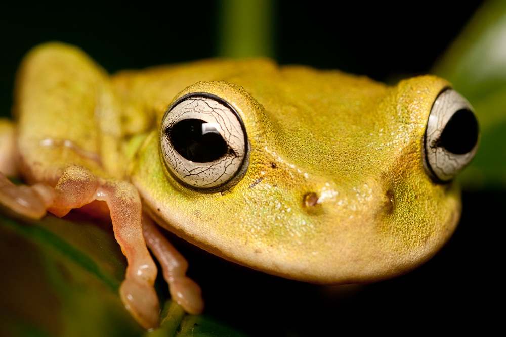Plectohyla exquisita