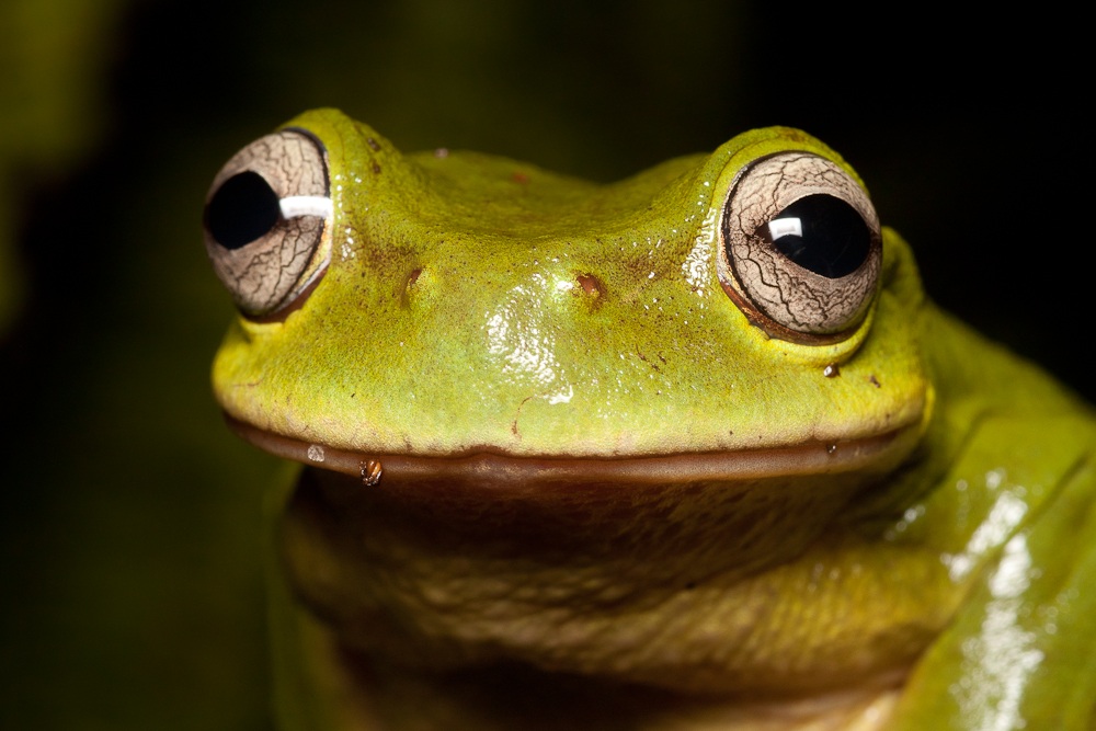 Plectohyla exquisita