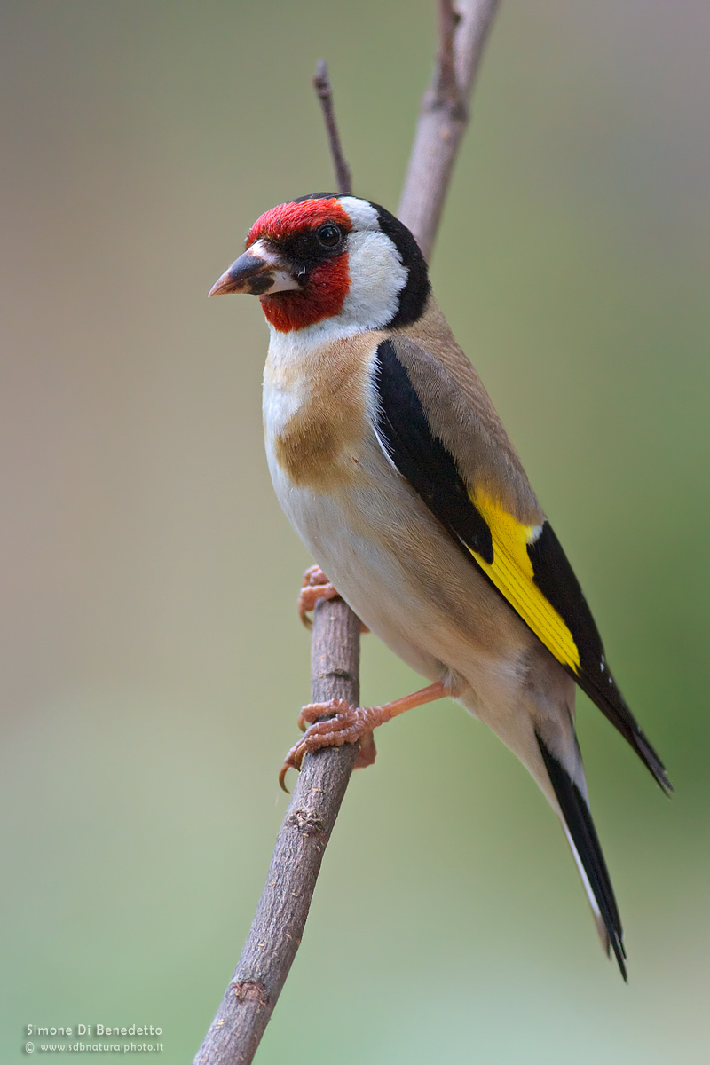Goldfinch