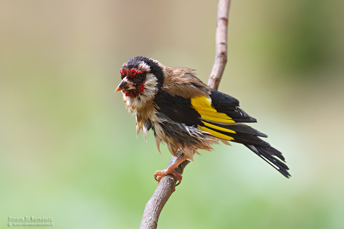 Goldfinch