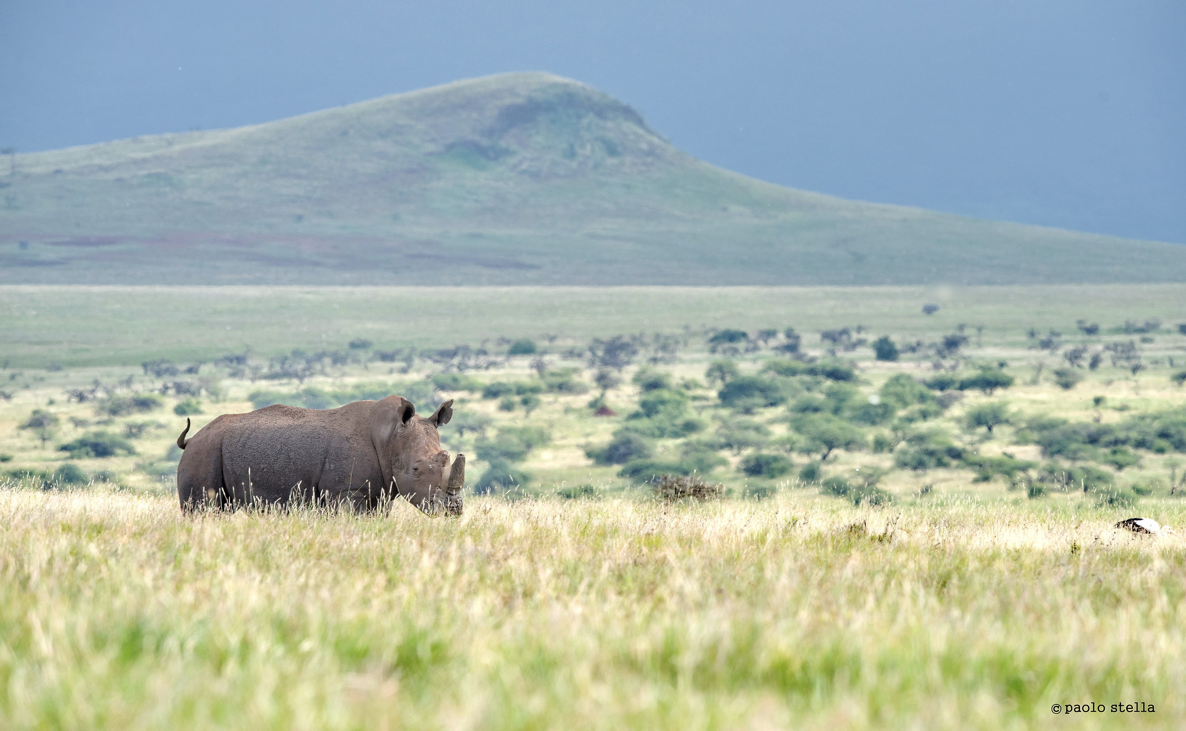 rhino in Lewa