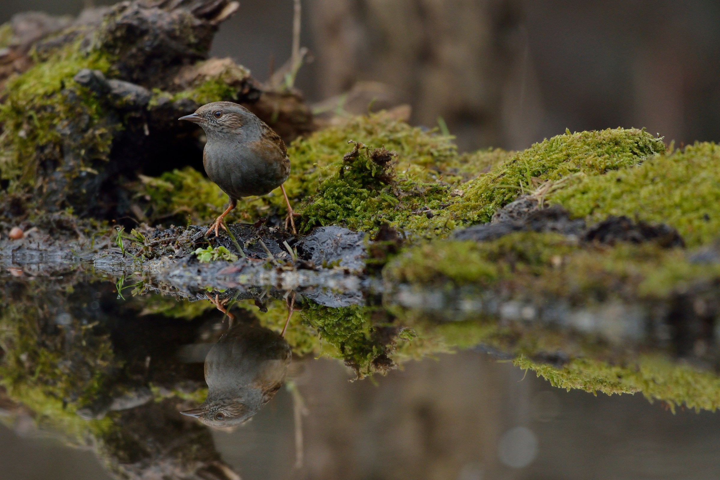 Scopaiola the mirror ...