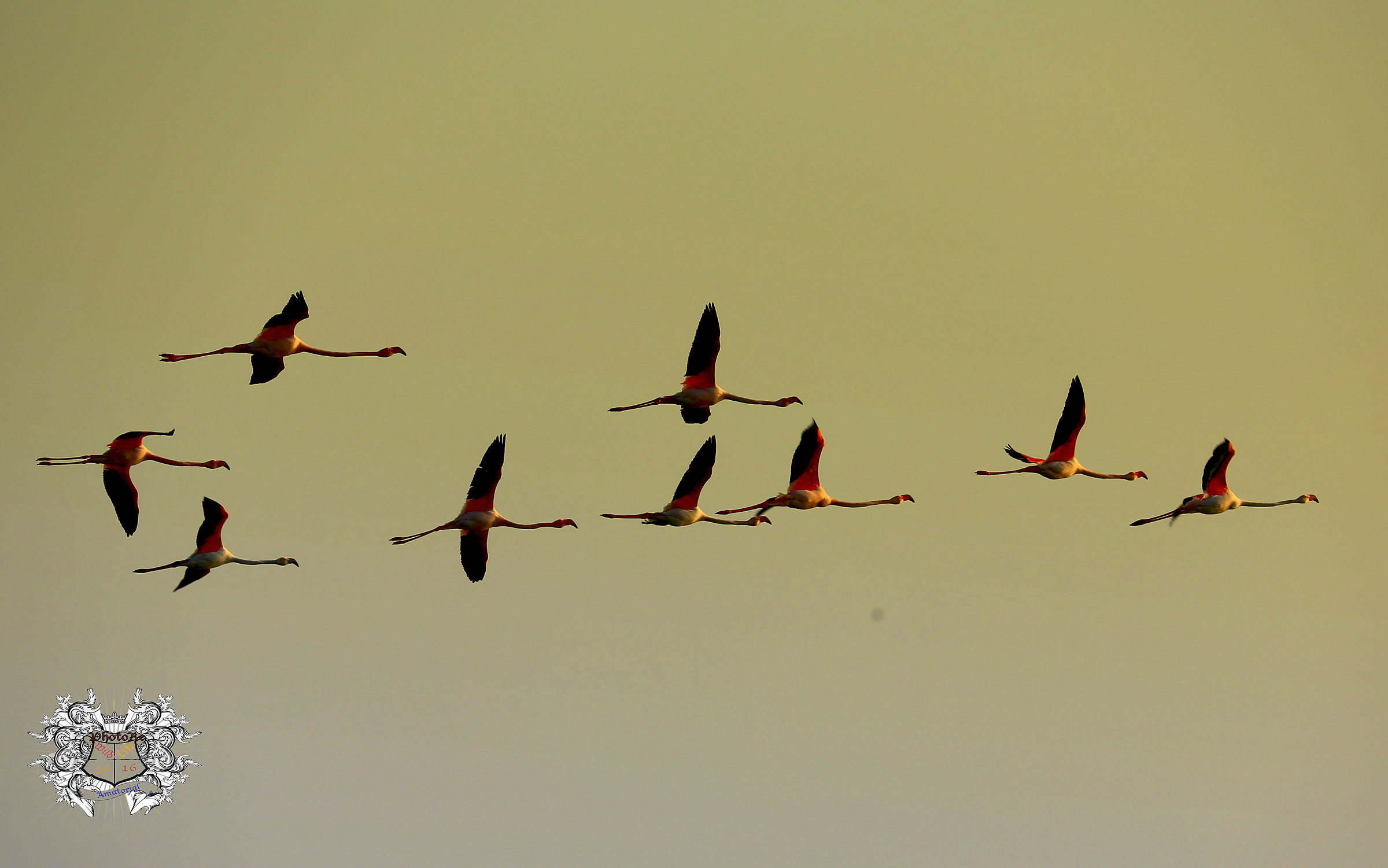 Fenicotteri in volo al tramonto II