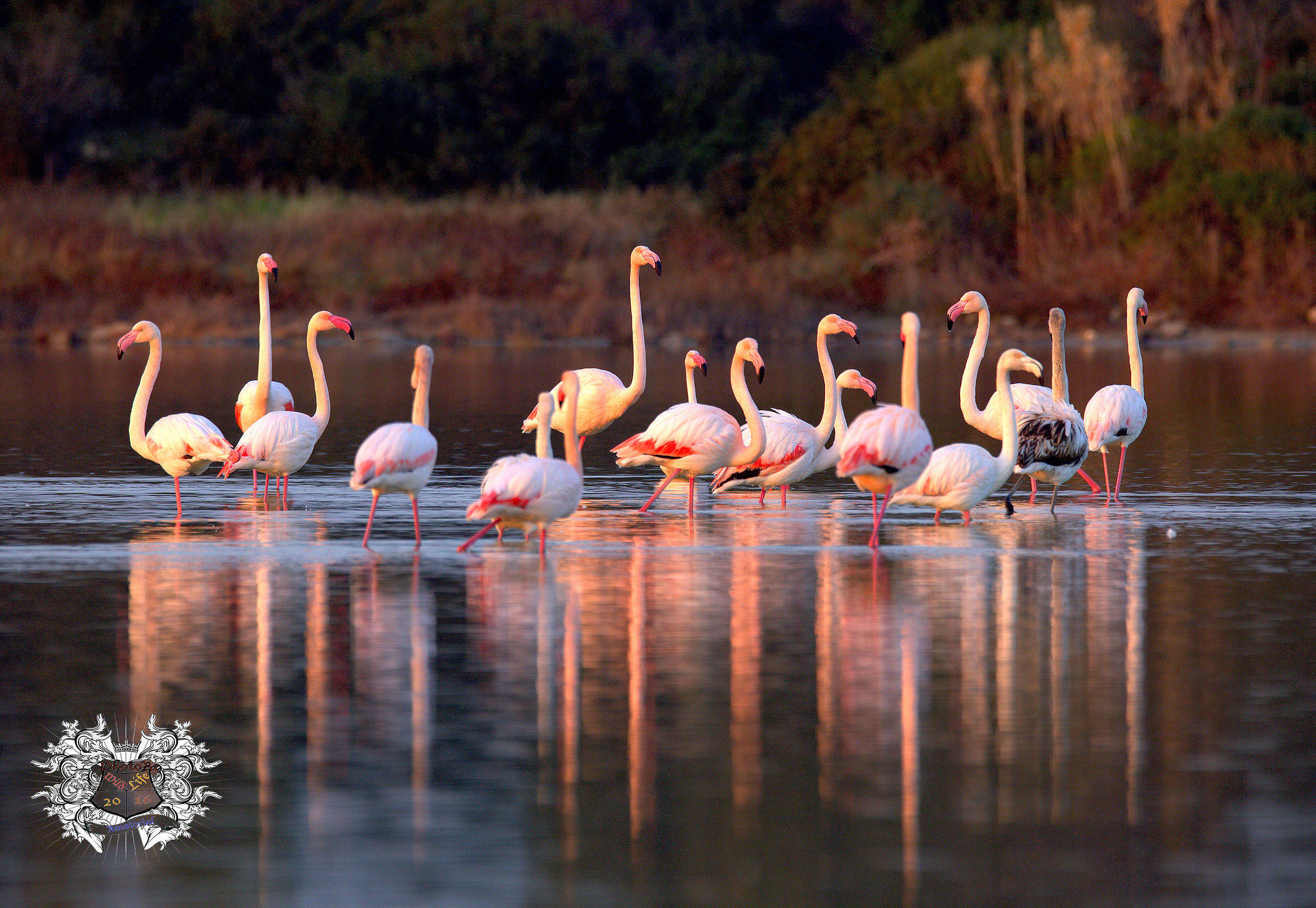 Fenicotteri in gruppo al tramonto I