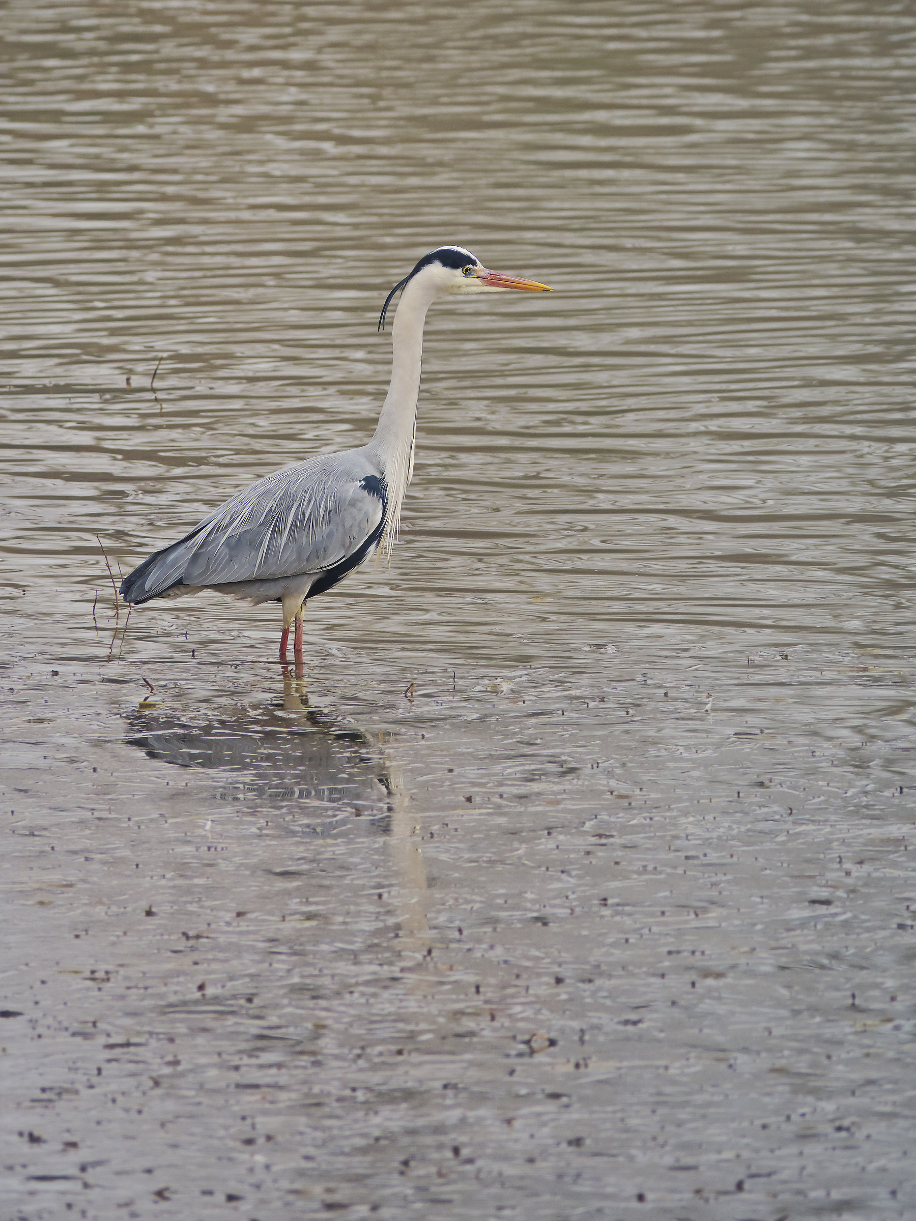 Grey Heron