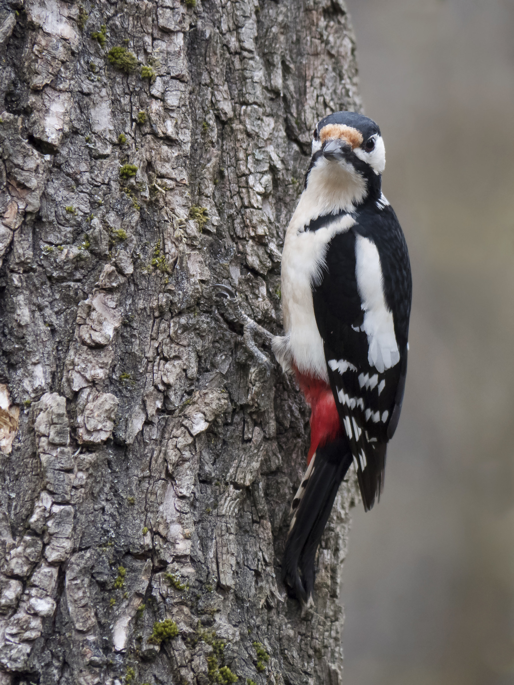 Spotted Woodpecker