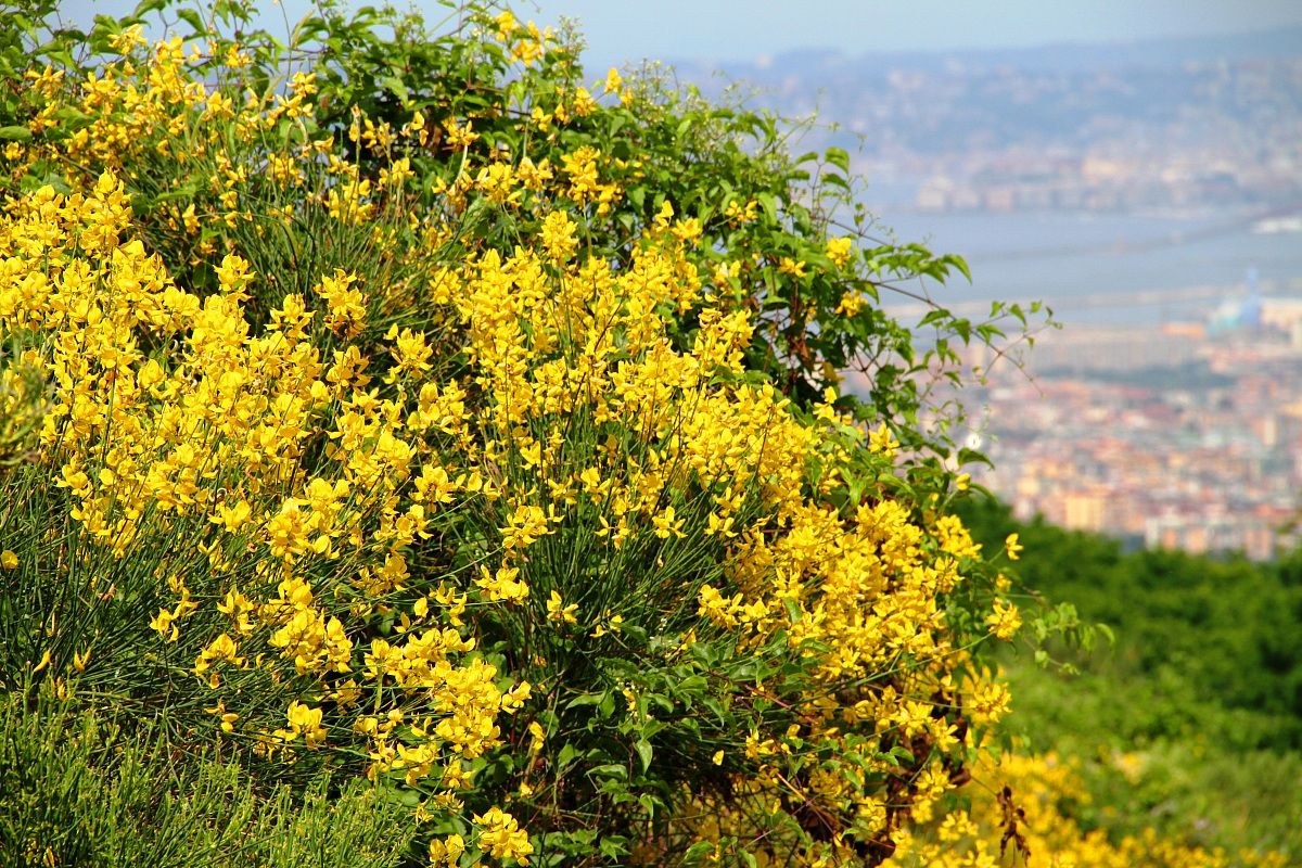 Le Ginestre del Vesuvio