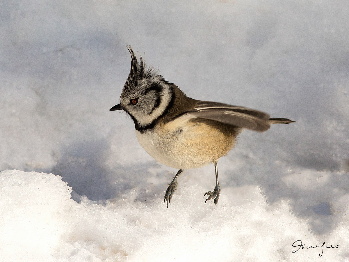 Crested Tit