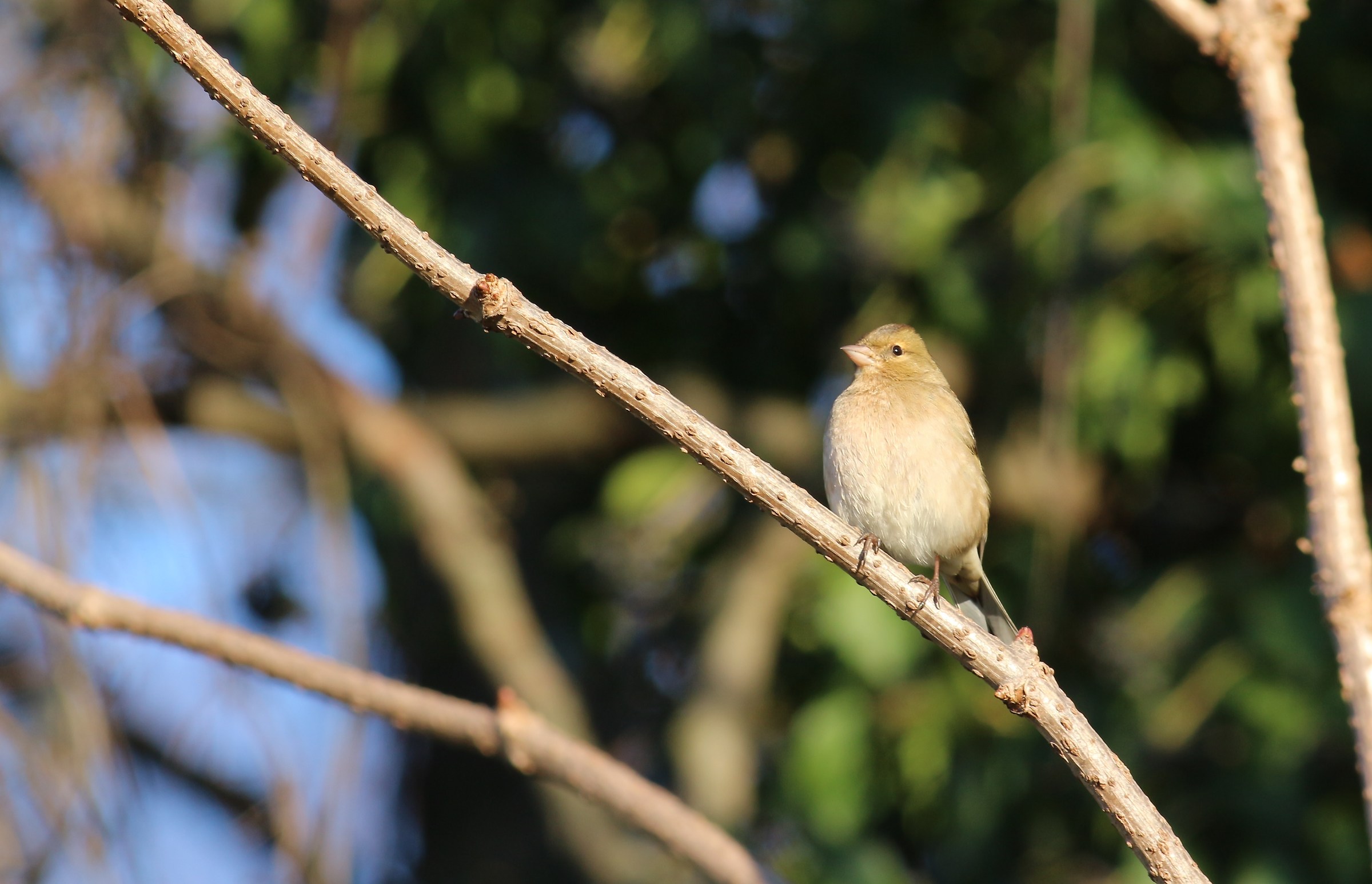 female finch