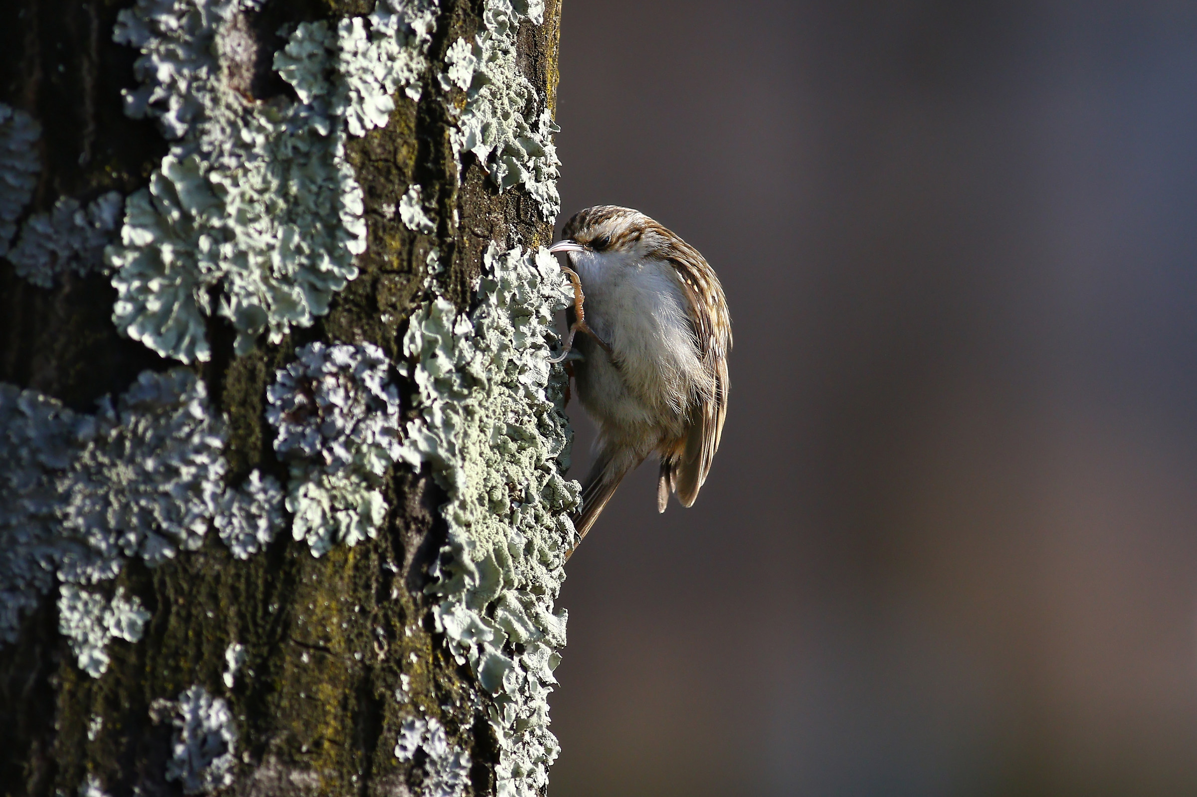 Treecreeper III