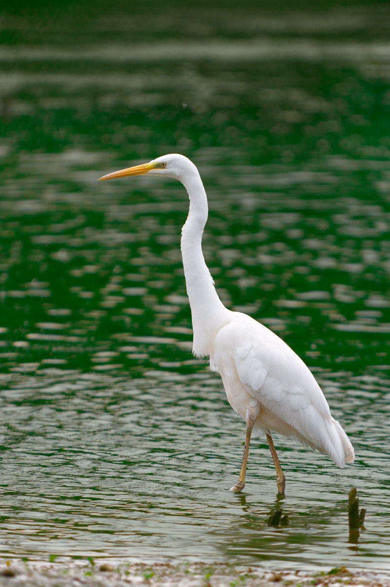 Great Egret, beware!