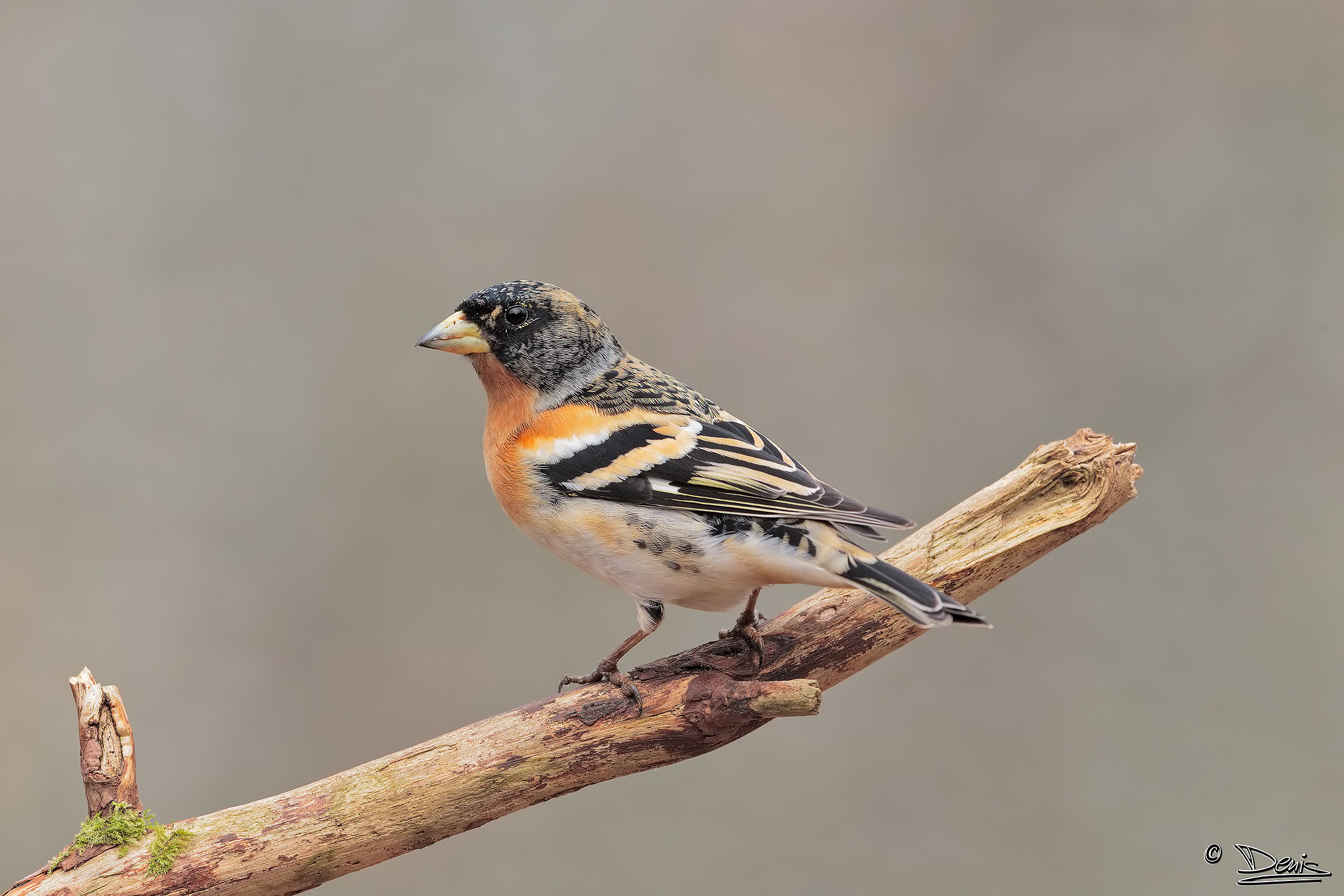 Brambling, Male.