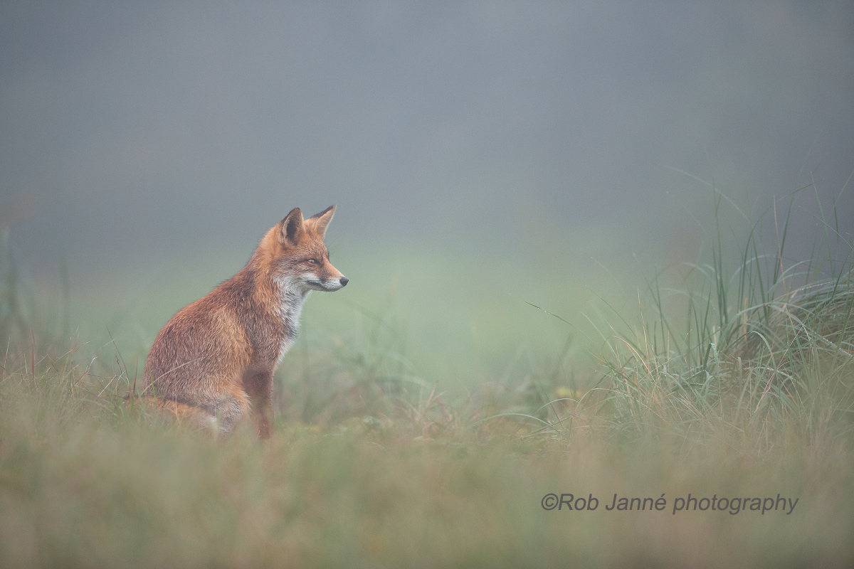 Foggy Foxy