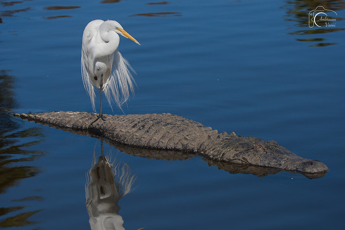 Airone bianco su alligatorbus
