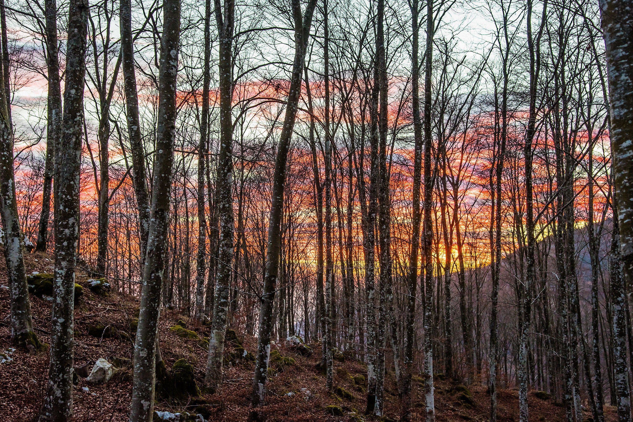 Fuoco attraverso i faggi