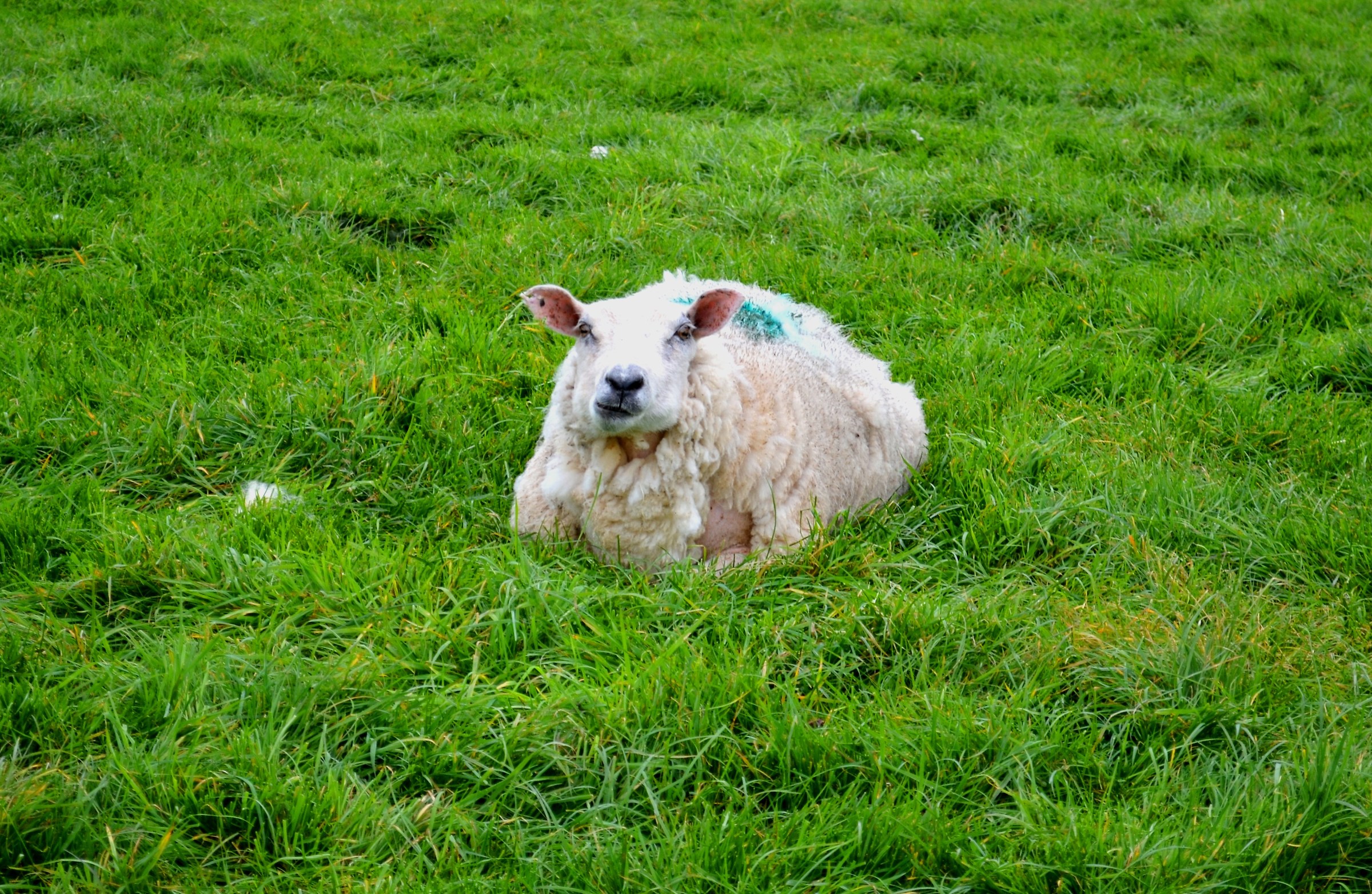Chewing Sheep, Wicklow Town, Ireland