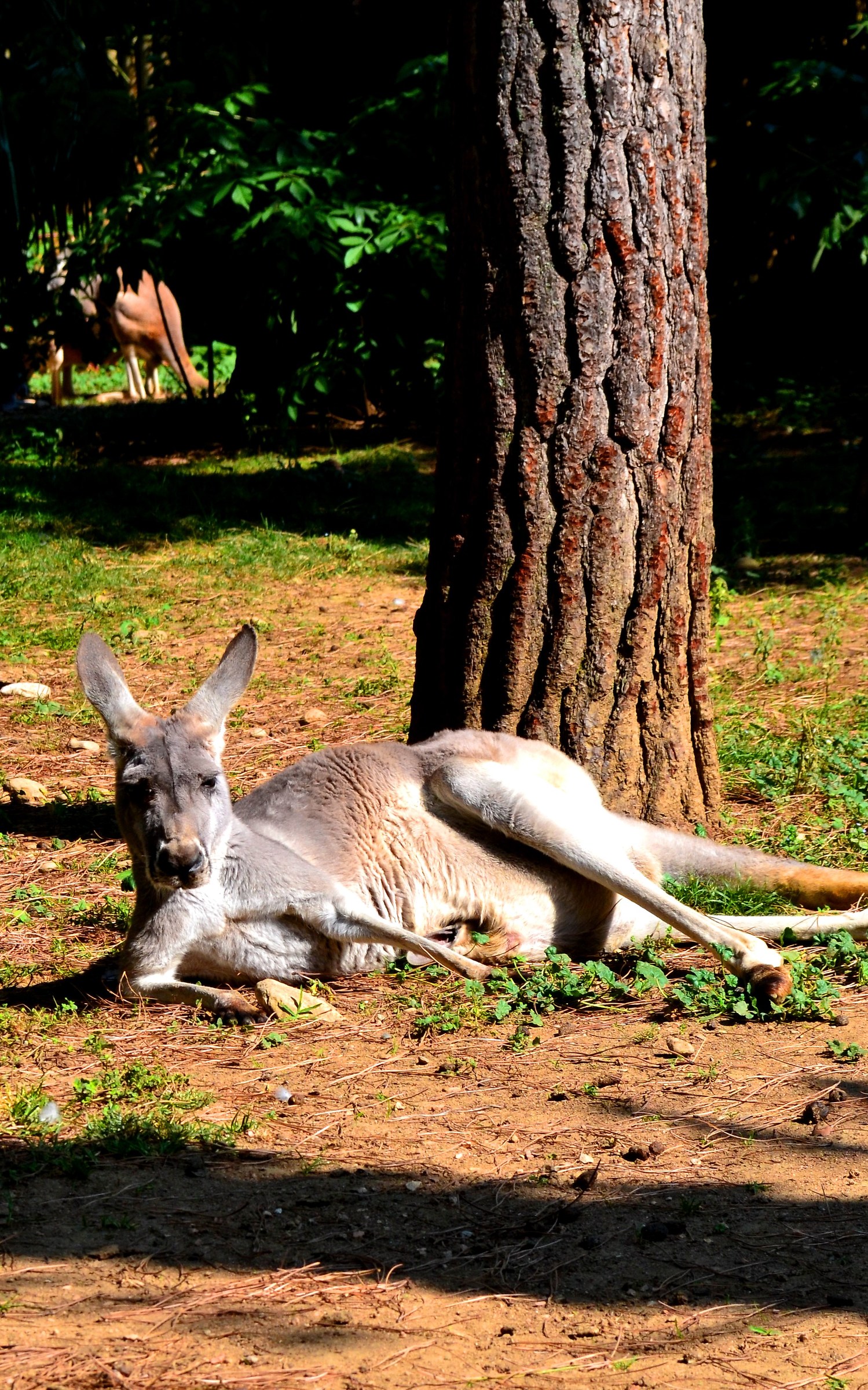 The Cornelle Valbrembo, Italy