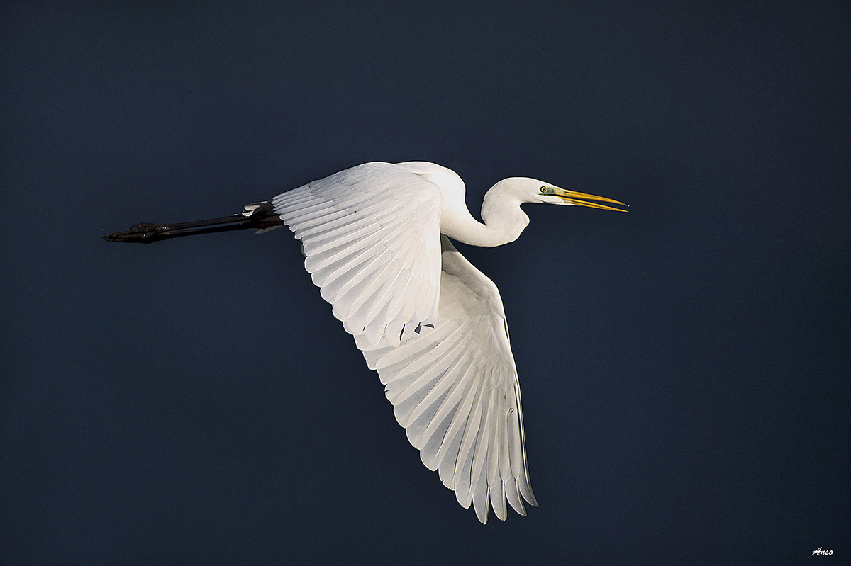 b May heron in flight