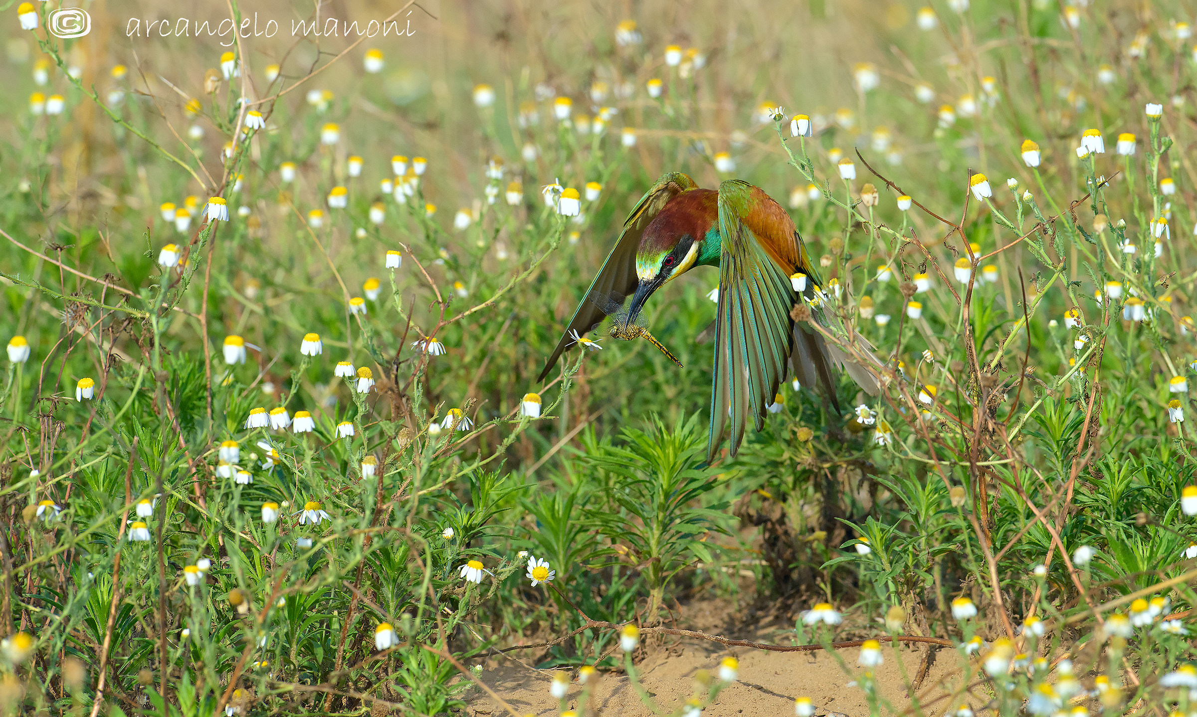 Una caccia in tutta tranquillità