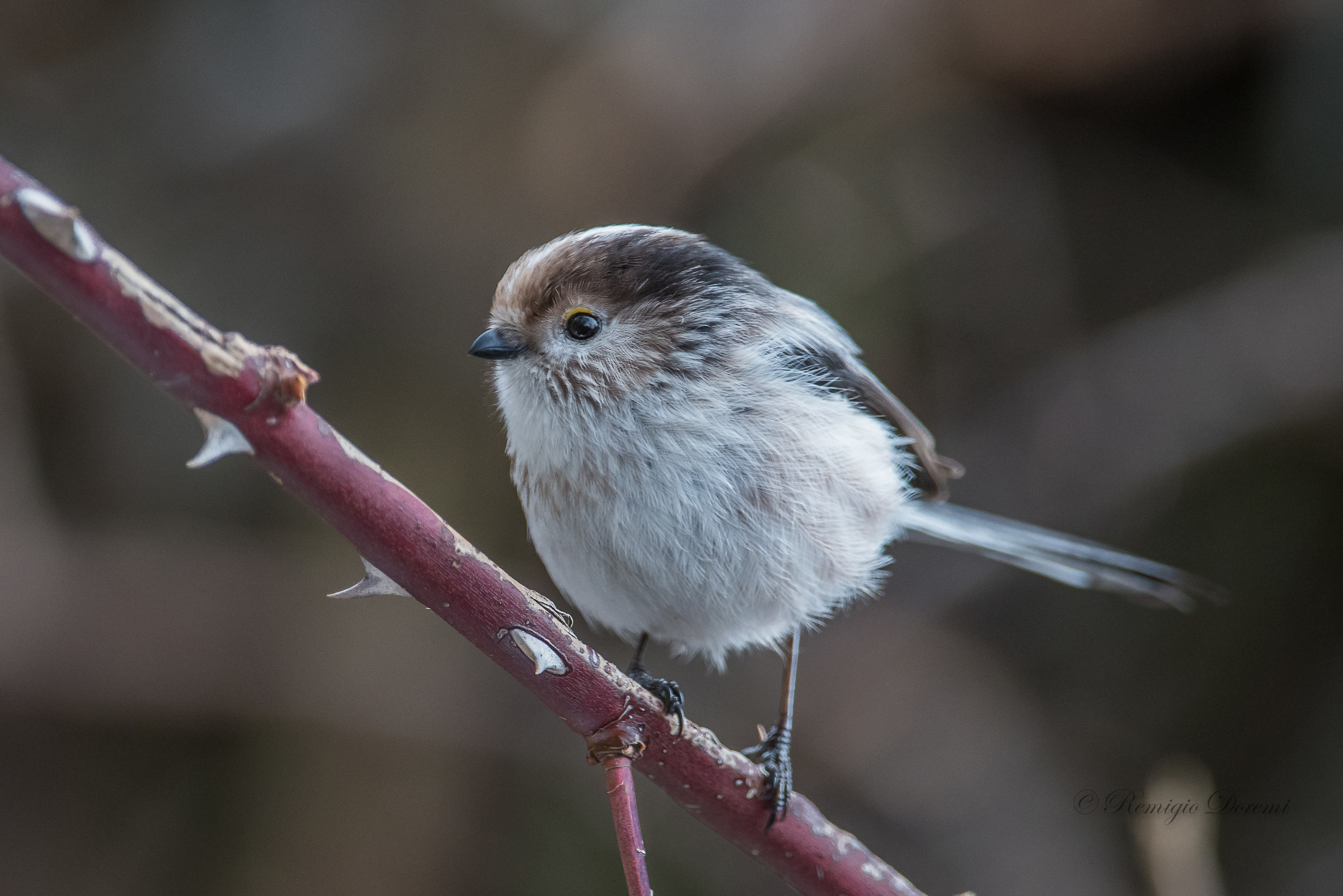 Long-tailed Tit