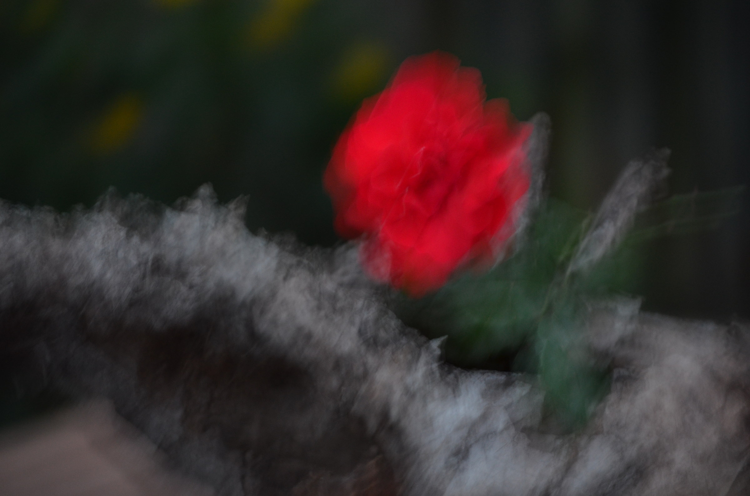 un acquerello visto in un sogno