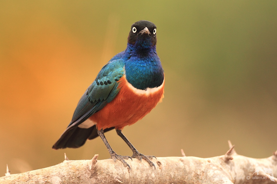 Lamprotornis superbus