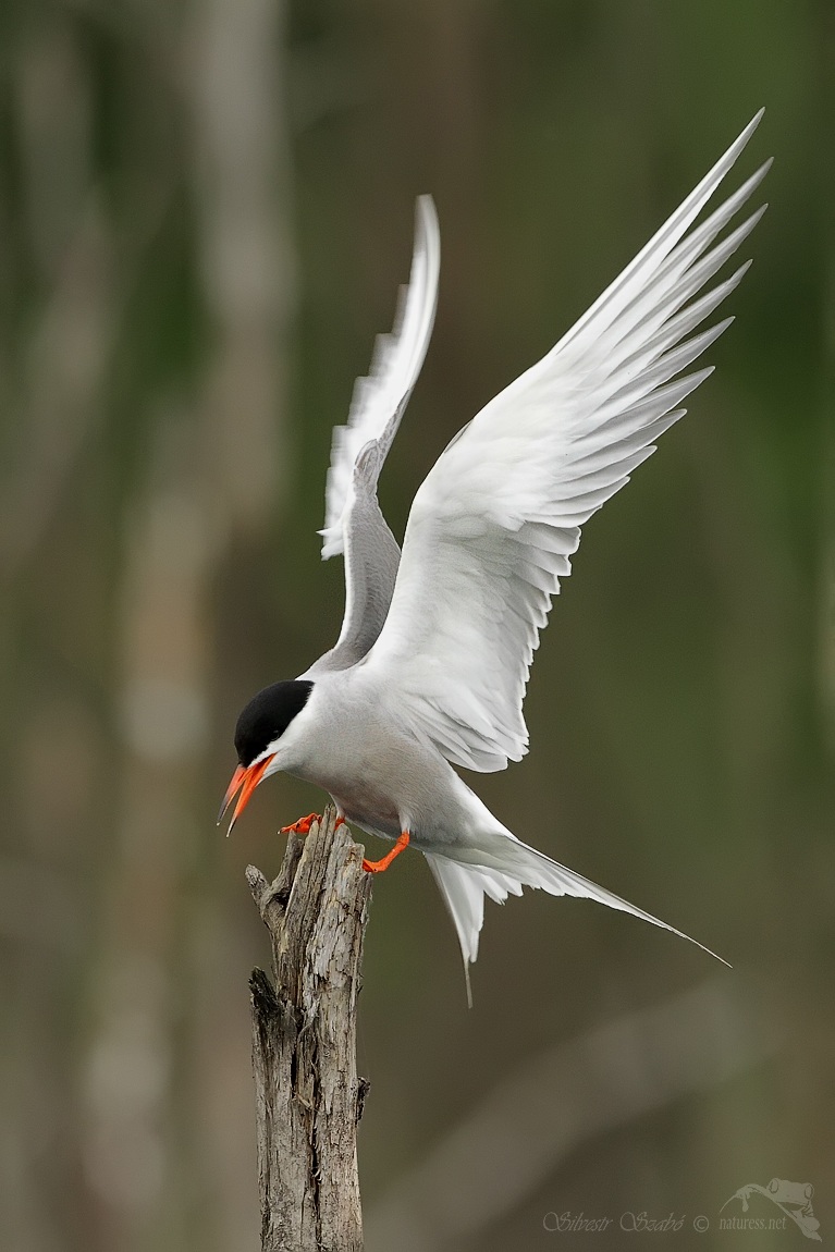 Sterna hirundo