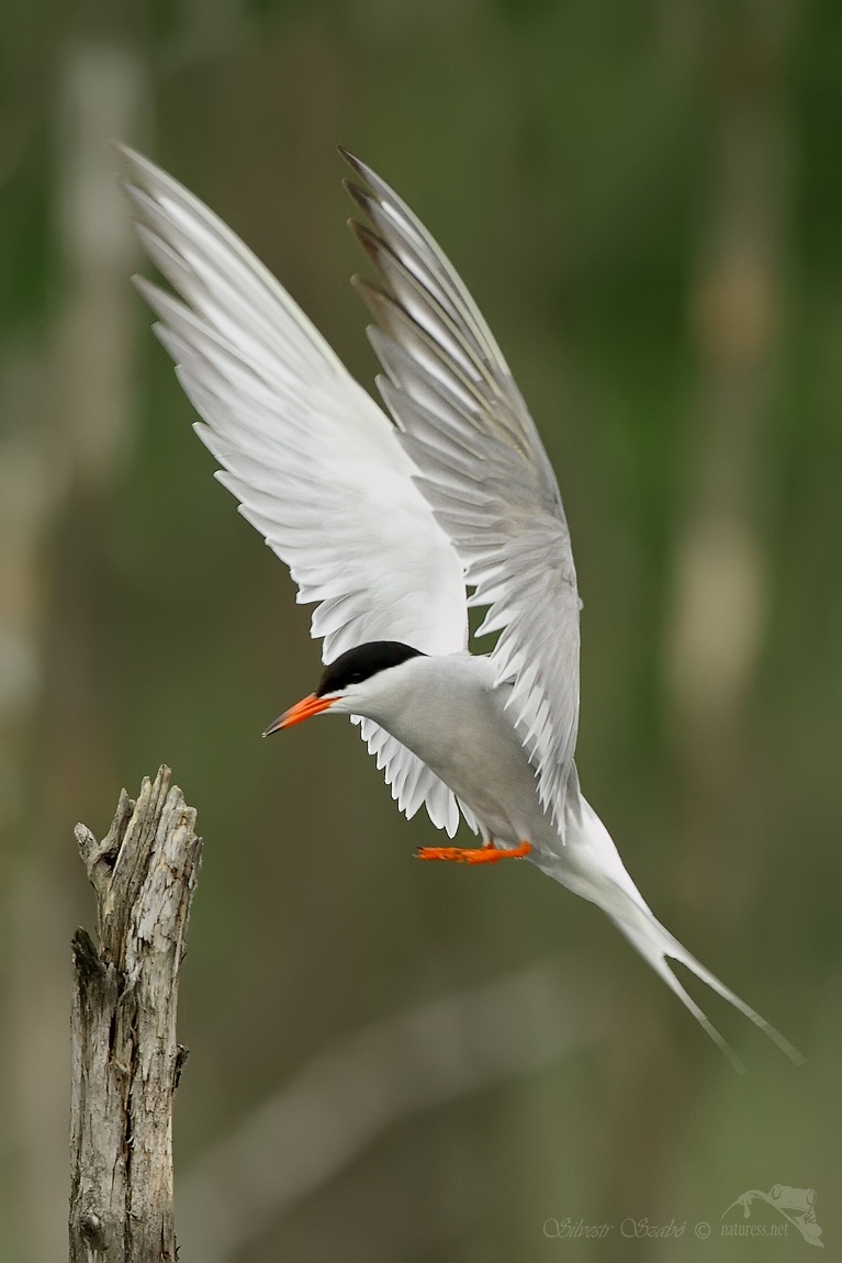 Sterna hirundo