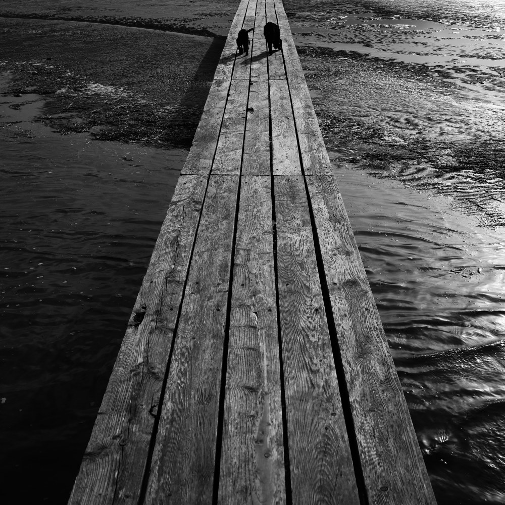 Jetty lagoon with two dogs