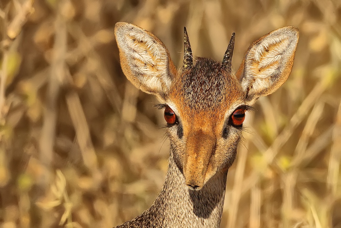 Madoqua kirkii - dik dik