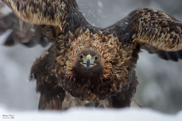 Aquila chrysaetos