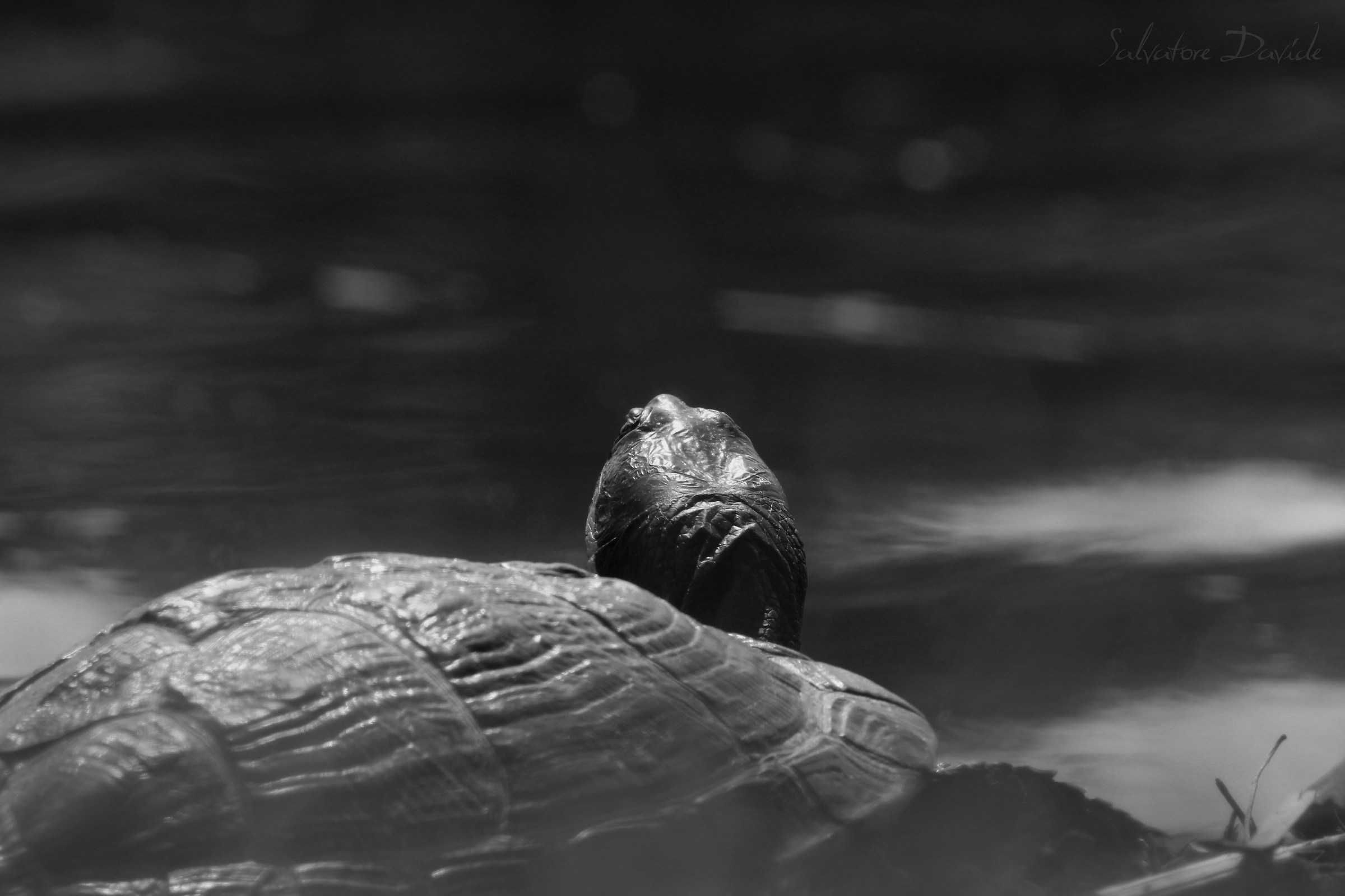 B&W turtle