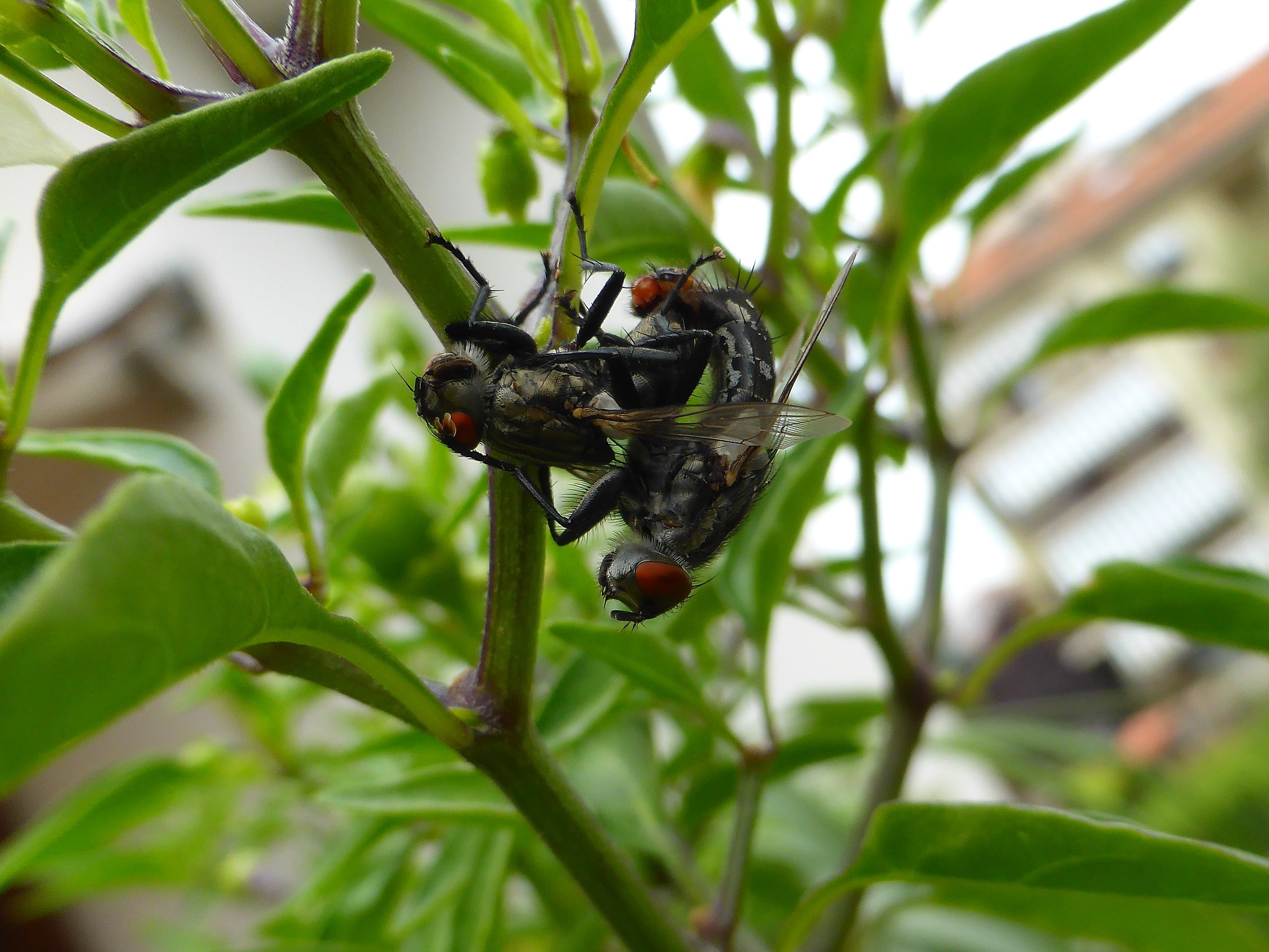 love is always love ...