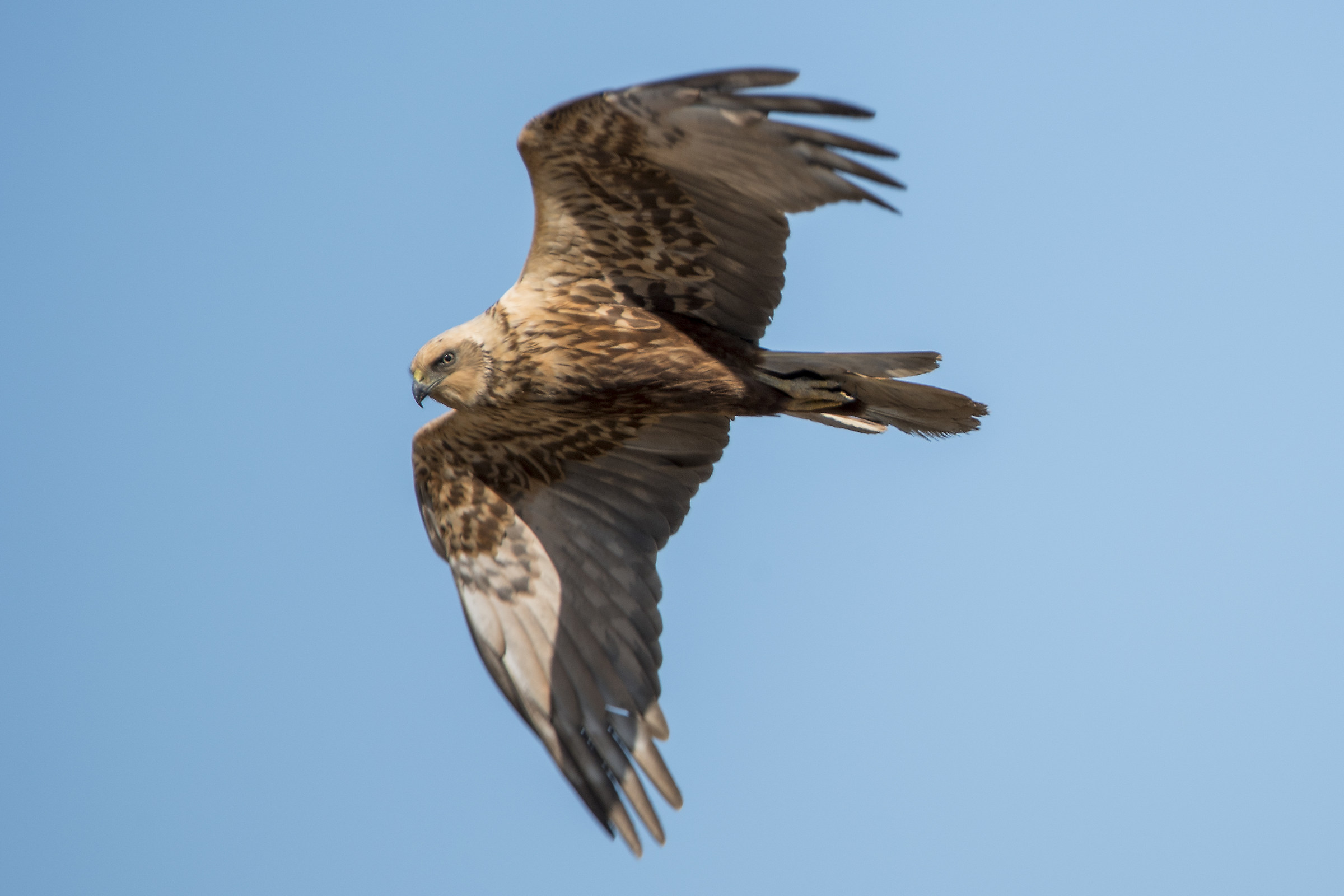 Marsh harrier