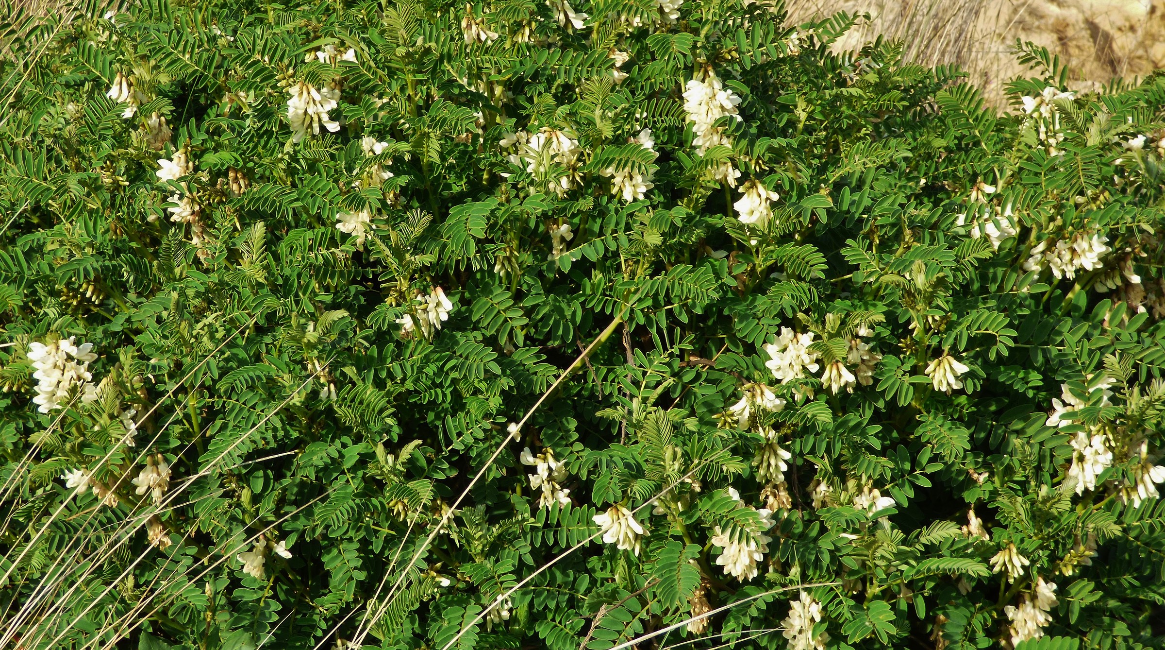 Flowers on the beach of Mazagon, Andalusia