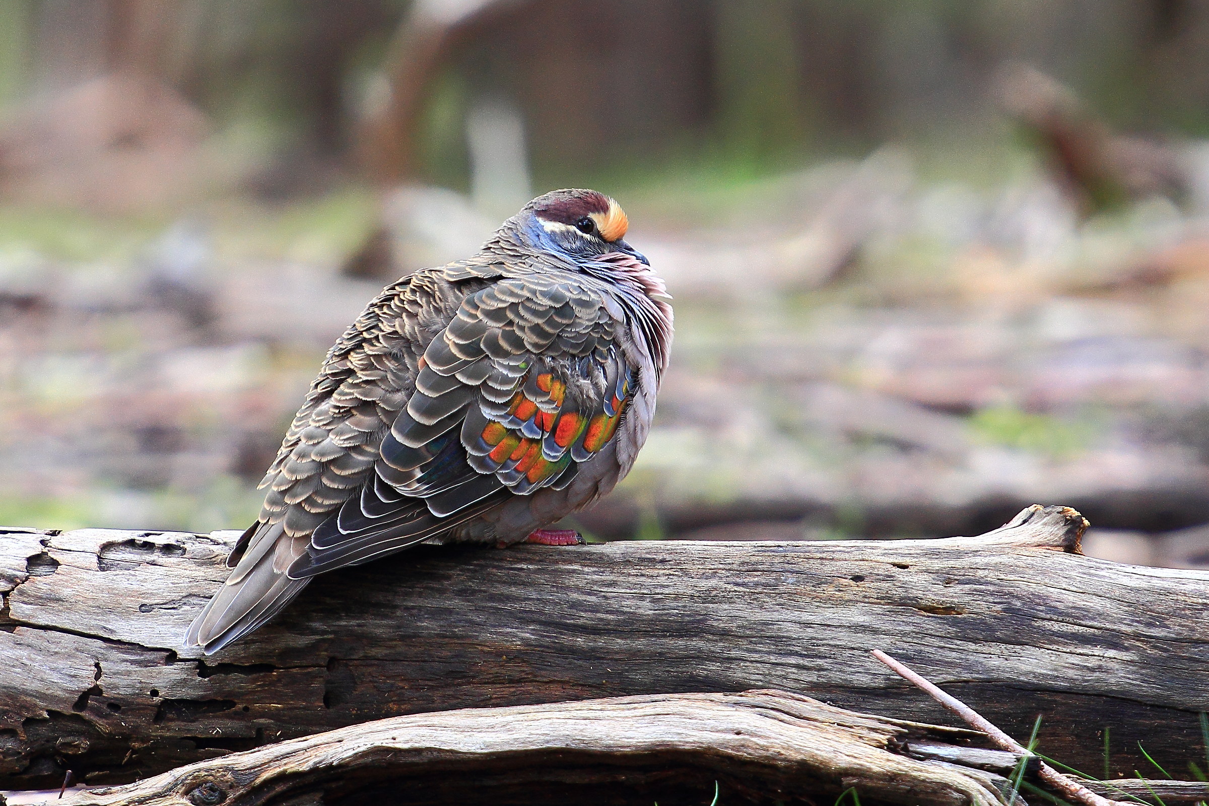 Bronzewing