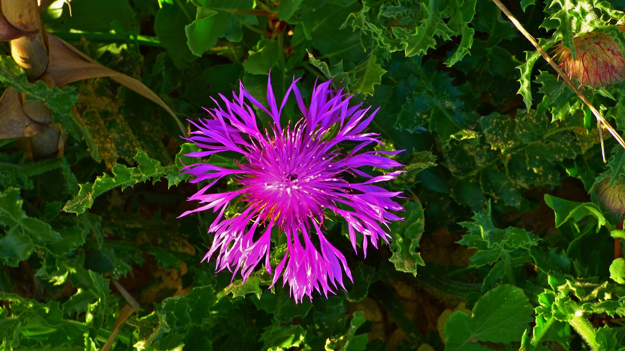 Flower on the beach of Mazagon, Andalusia