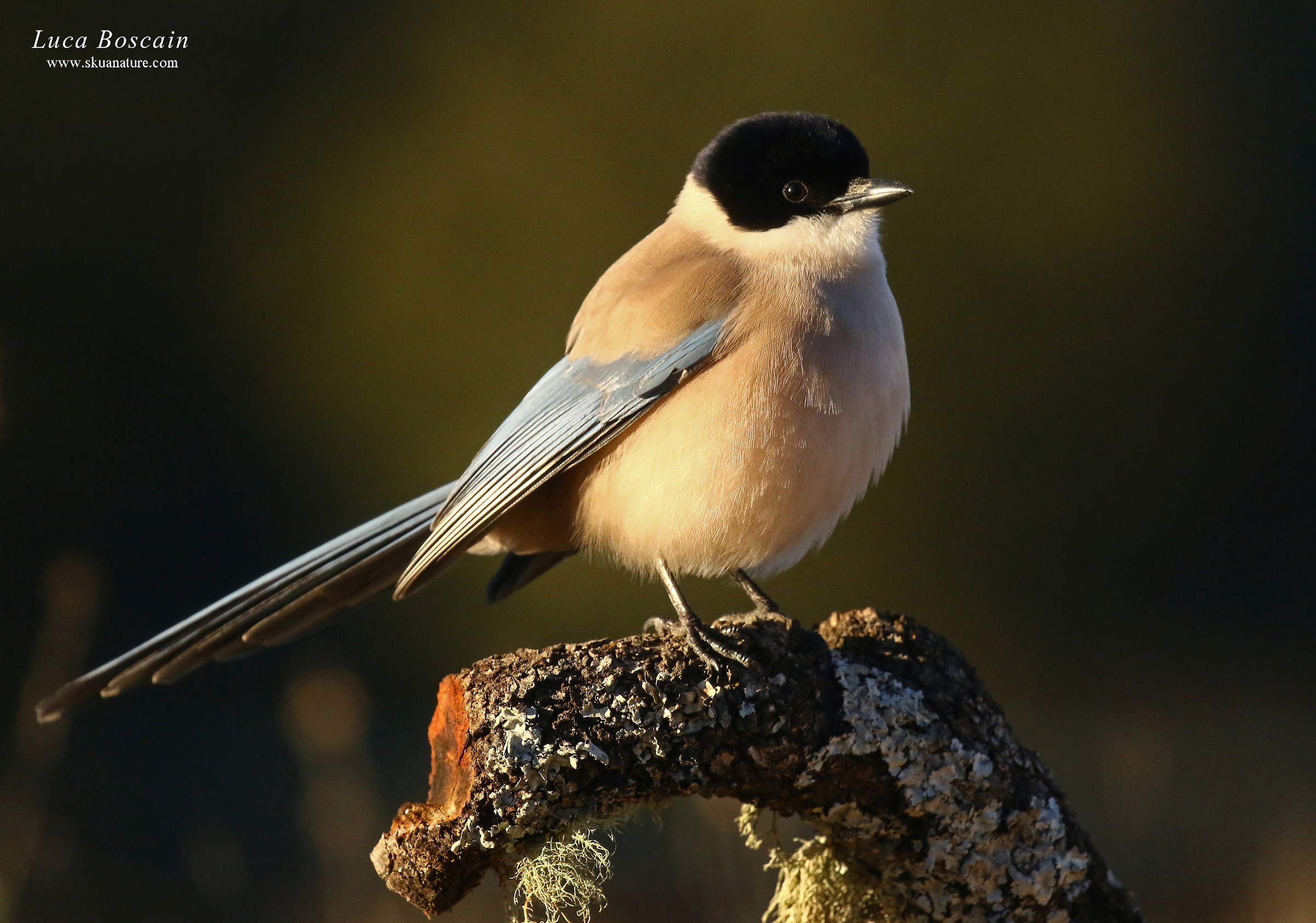Gazza aliazzurre iberica
