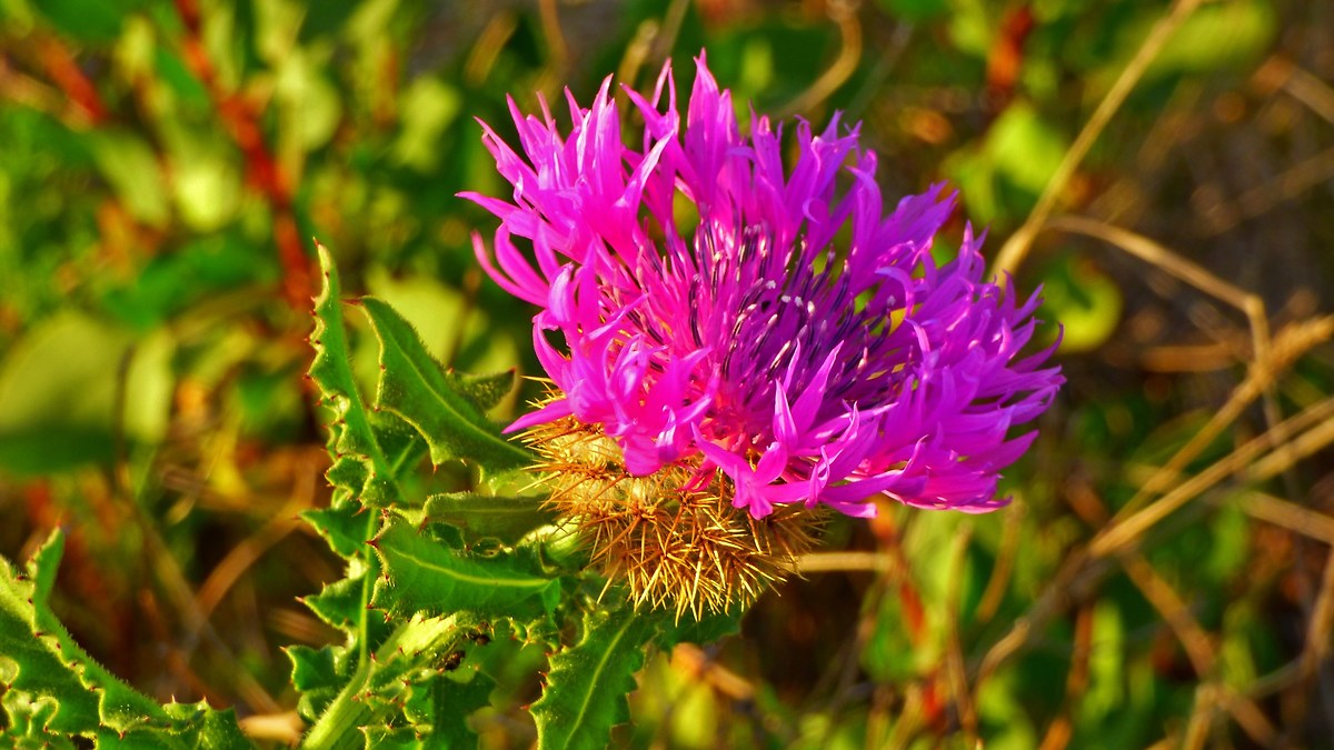 Flower on the beach of Mazagon, Andalusia