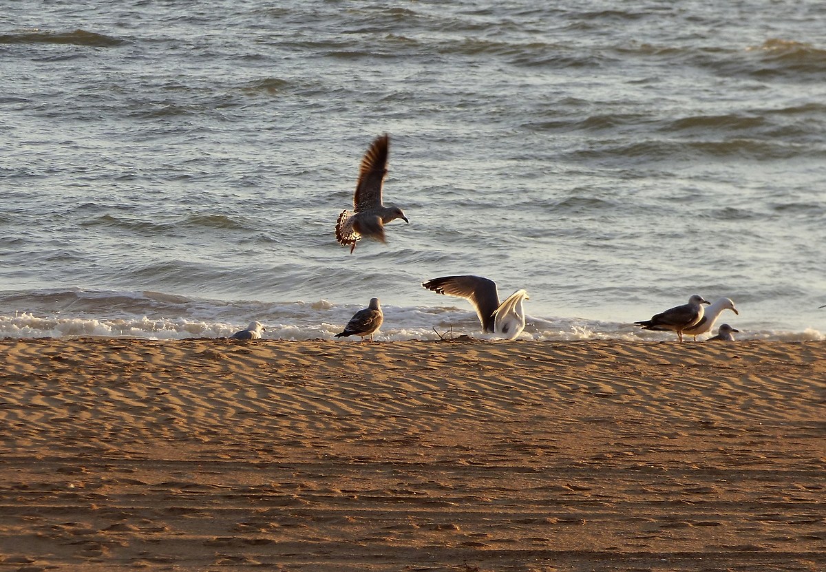 Gulls on the beach of Mazagon, Andalusia