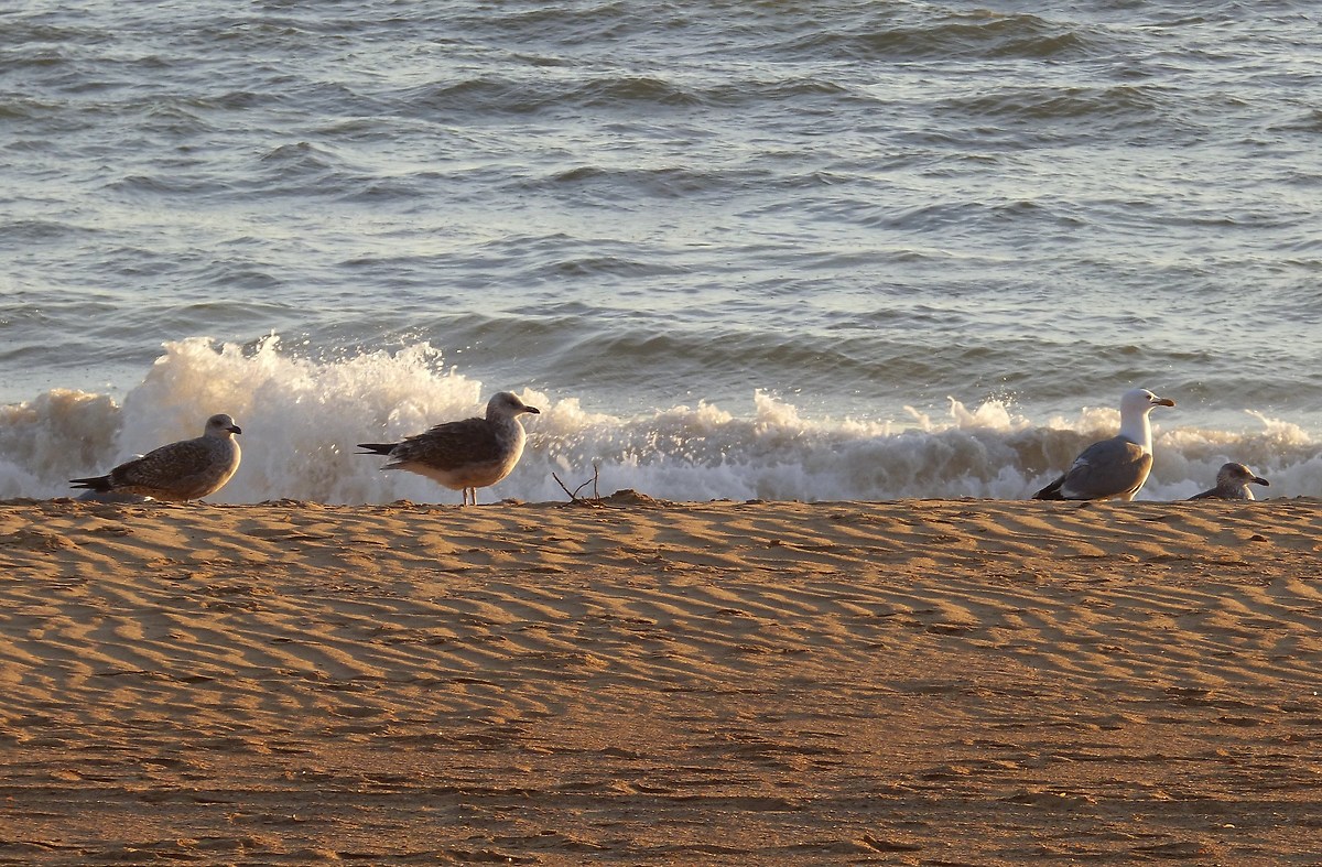 Gabbiani sulla spiaggia di Mazagon, Andalusia