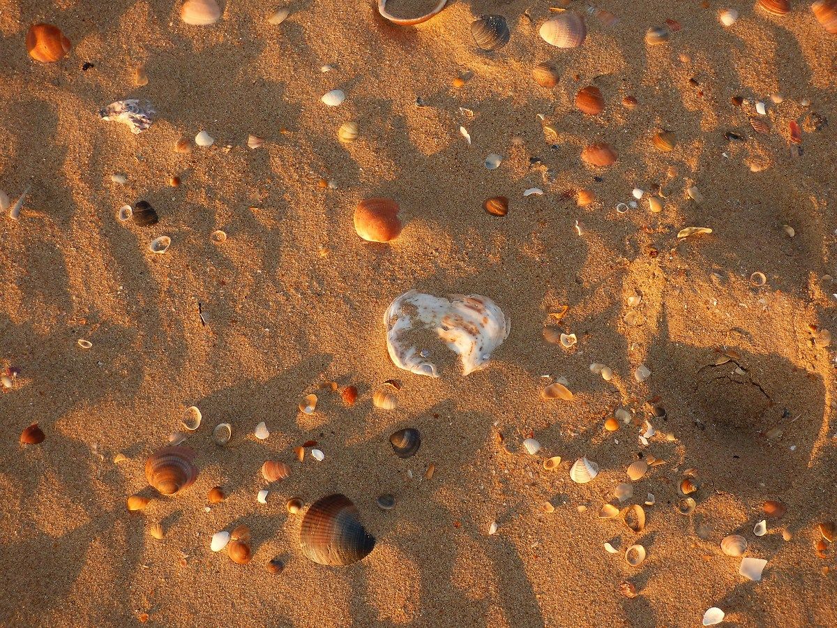 Conchiglie in spiaggia, Mazagon/ Andalusia