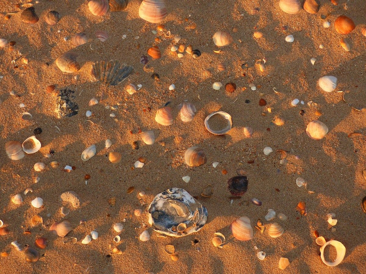 Shells on the beach, Mazagon / Andalusia