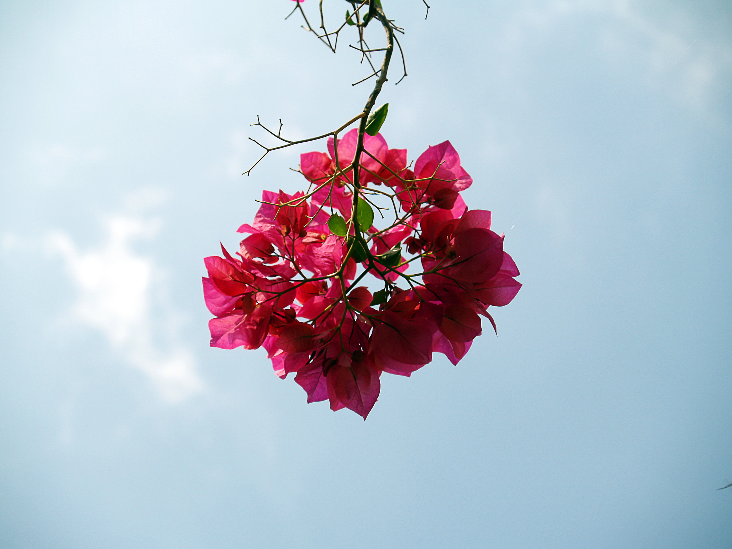 A flower in the sky of Bethlehem