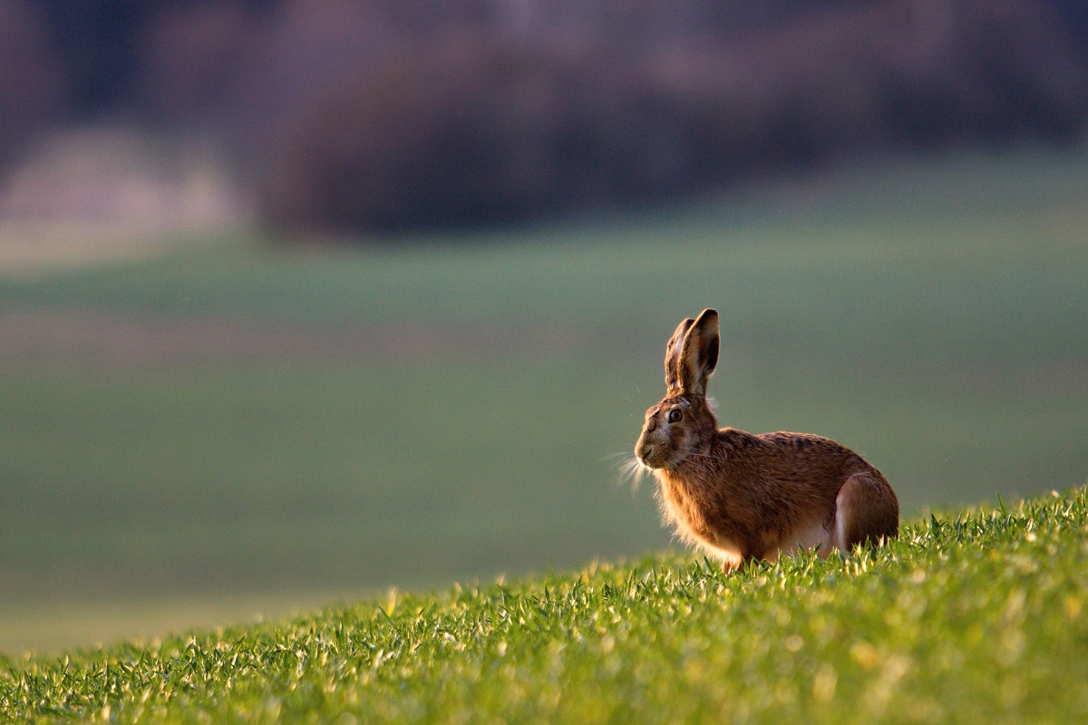 Sunny evening in the fields