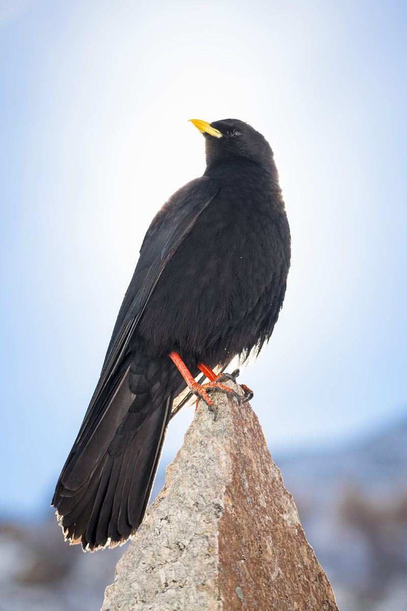 Gracchio Alpino #4 (il Re)