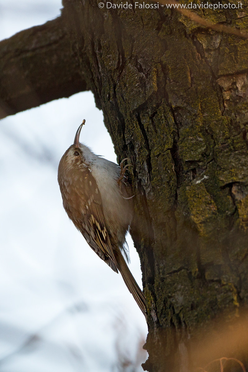 Rampichino with insettino