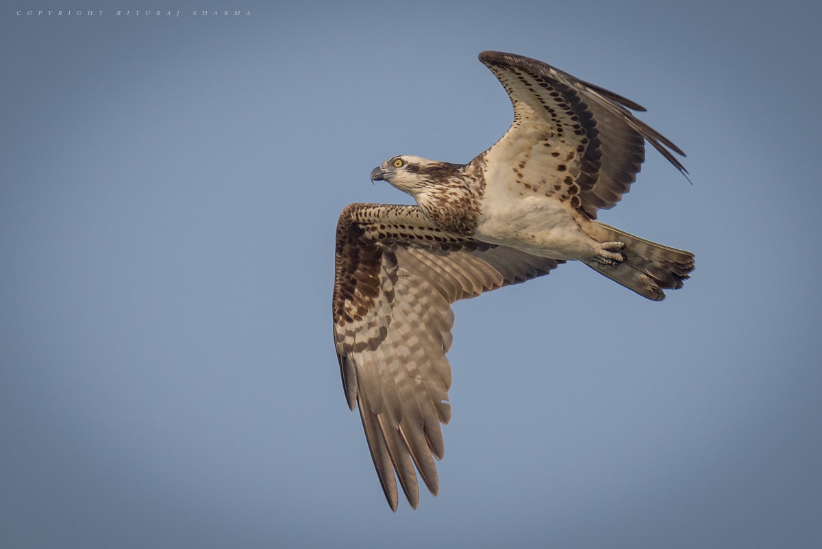 Osprey durante il volo